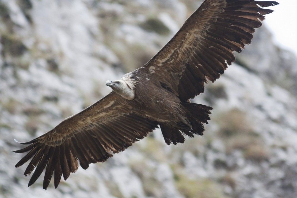 observación de aves en llanes
