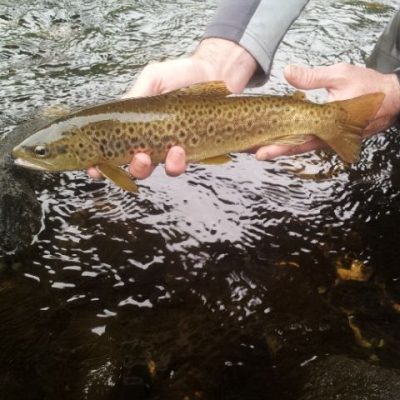 pesca en los rios de asturias
